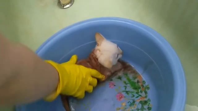 Забрали домой бездомных котят из подвала. Очень Много блох прыгает по квартире! смотреть онлайн