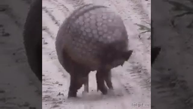 The defence mechanism of an armadillo смотреть онлайн