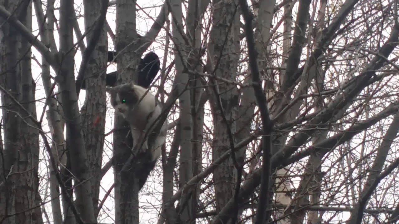 Ворона делает массаж коту. смотреть онлайн