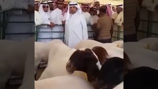 Дубай Курбан байрам смотреть онлайн