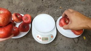 ОДИН ИЗ САМЫХ ВКУСНЫХ НЕКТАРИНОВ !!! NECTARINE DONUT !!!НЕКТАРИН ДОНАТ !!!