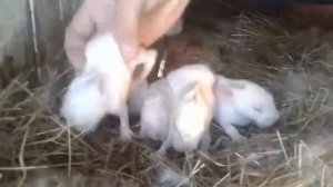 Крольчиха съедает крольчат!