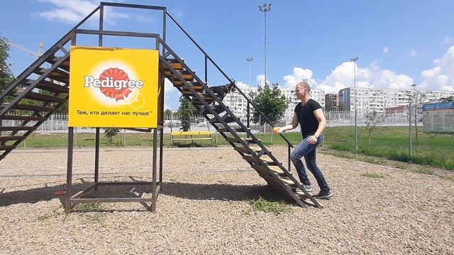 Волейбол с собакой. Той терьер отбивает мяч смотреть онлайн