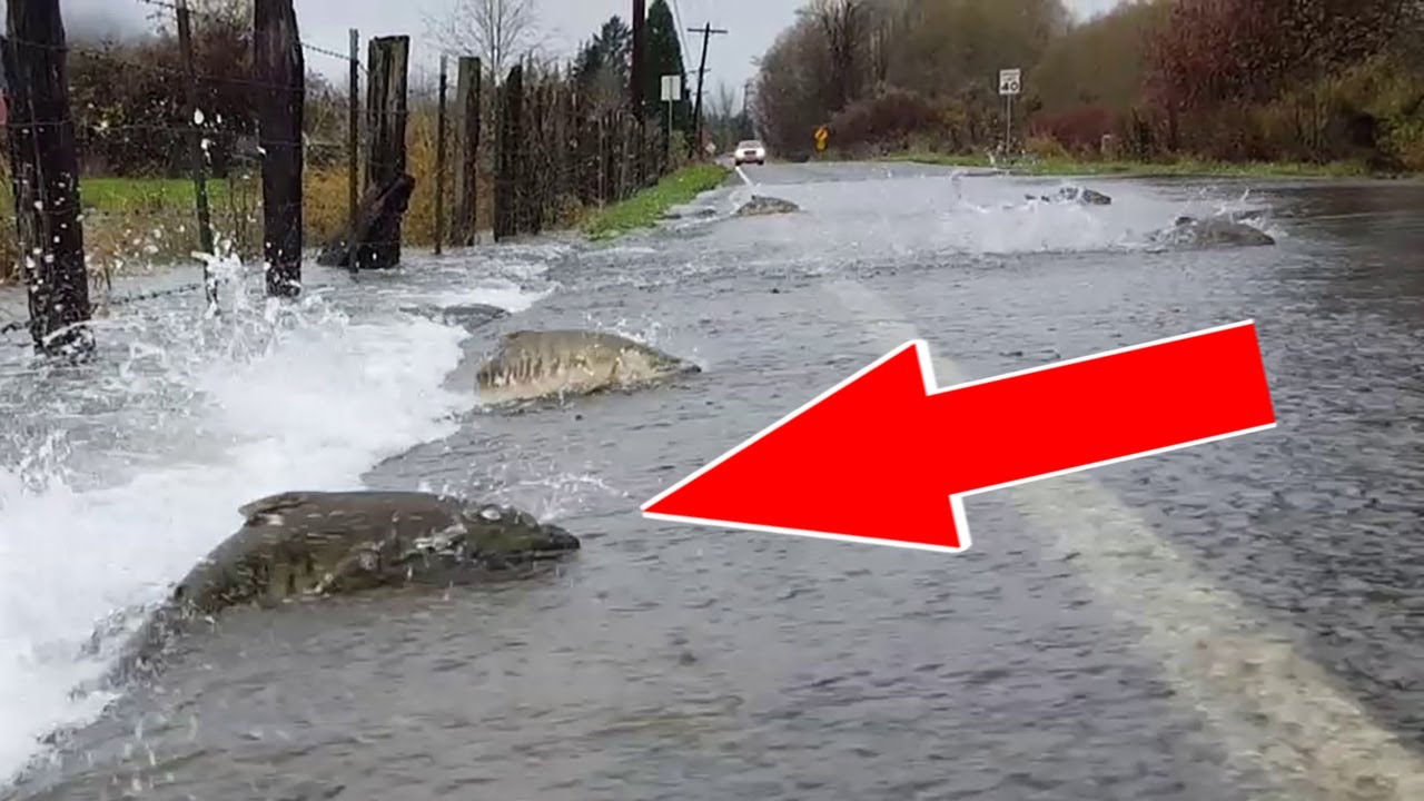 Аномальное поведение животных. смотреть онлайн