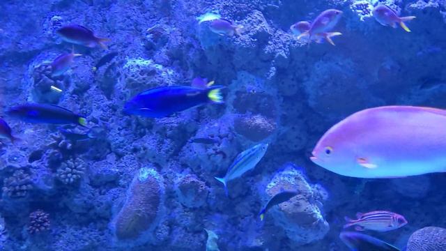 Коралловый риф в океанариуме Шарджы, "Sharjah Aguarium", 18.04.2023 смотреть онлайн