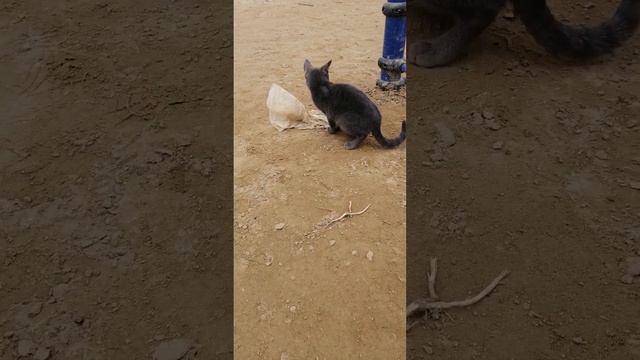 серый котёнок. смотреть онлайн