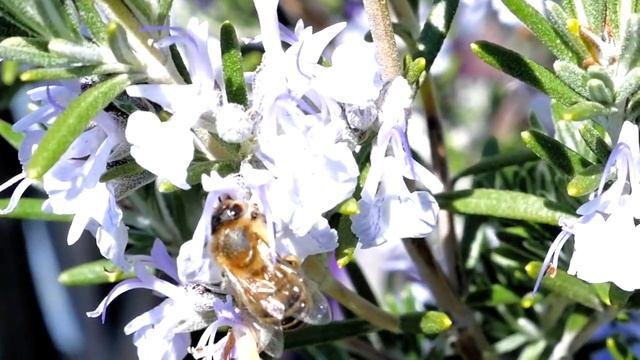 Не поётся птичке в клетке | Музыкальное видео | Детские Христианские песни смотреть онлайн