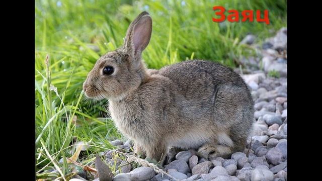 Животные России / Animals Of Russia