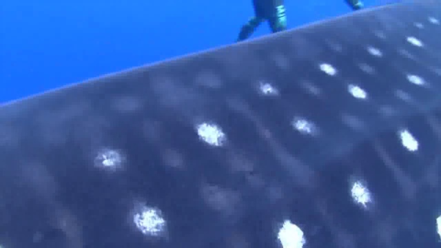 Эту неожиданную встречу с китовой акулой ныряльщики точно за смотреть онлайн