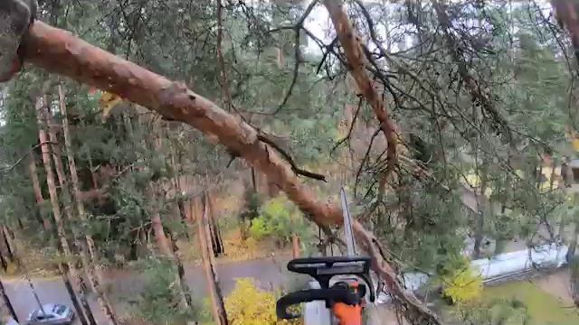 как спилить дерево. арбористика. валка сложный деревьев. Ленинградская область. смотреть онлайн