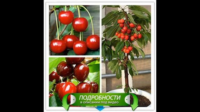 Семена Экодар смотреть онлайн