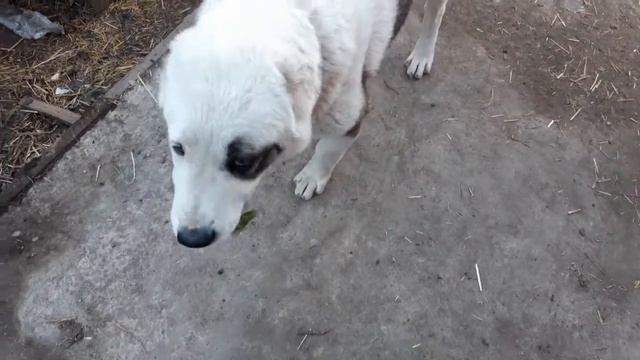 ?Собака ест лук?надо попробовать дать апельсин,мандарин или лимон!? ? смотреть онлайн