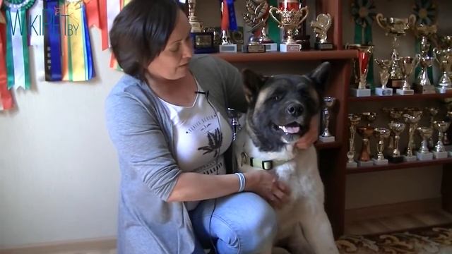 Порода собак - американская акита. Заводчик о породе. смотреть онлайн