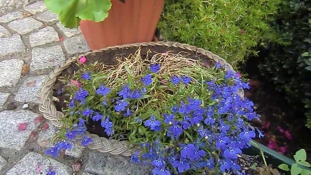 Лобелия – облако синих цветов смотреть онлайн