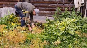 Картофель в ящике под соломой