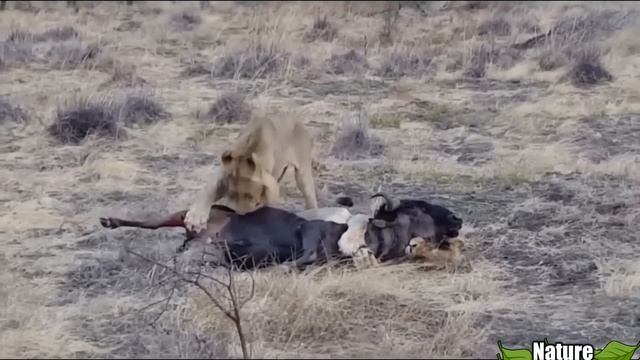 Why do lions usually eat male prey? Interesting!!! смотреть онлайн