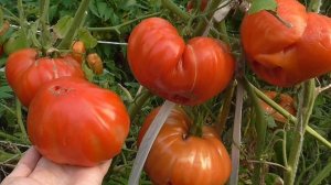 МАСЛЯНОЕ СЕРДЦЕ ТОМАТ ГИГАНТ