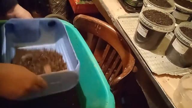 СЕМЕНА КУПИЛ. ЧТО ДАЛЬШЕ? С чего начинается РАССАДА. смотреть онлайн