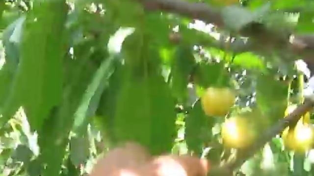 Черешня "Дачница" у меня в саду смотреть онлайн