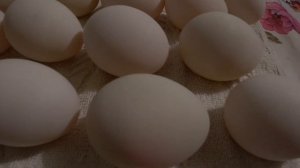 Инкубация яиц мускусной утки 100% провереная схема инкубации мускусных уток Индоуток Опыт Сельской