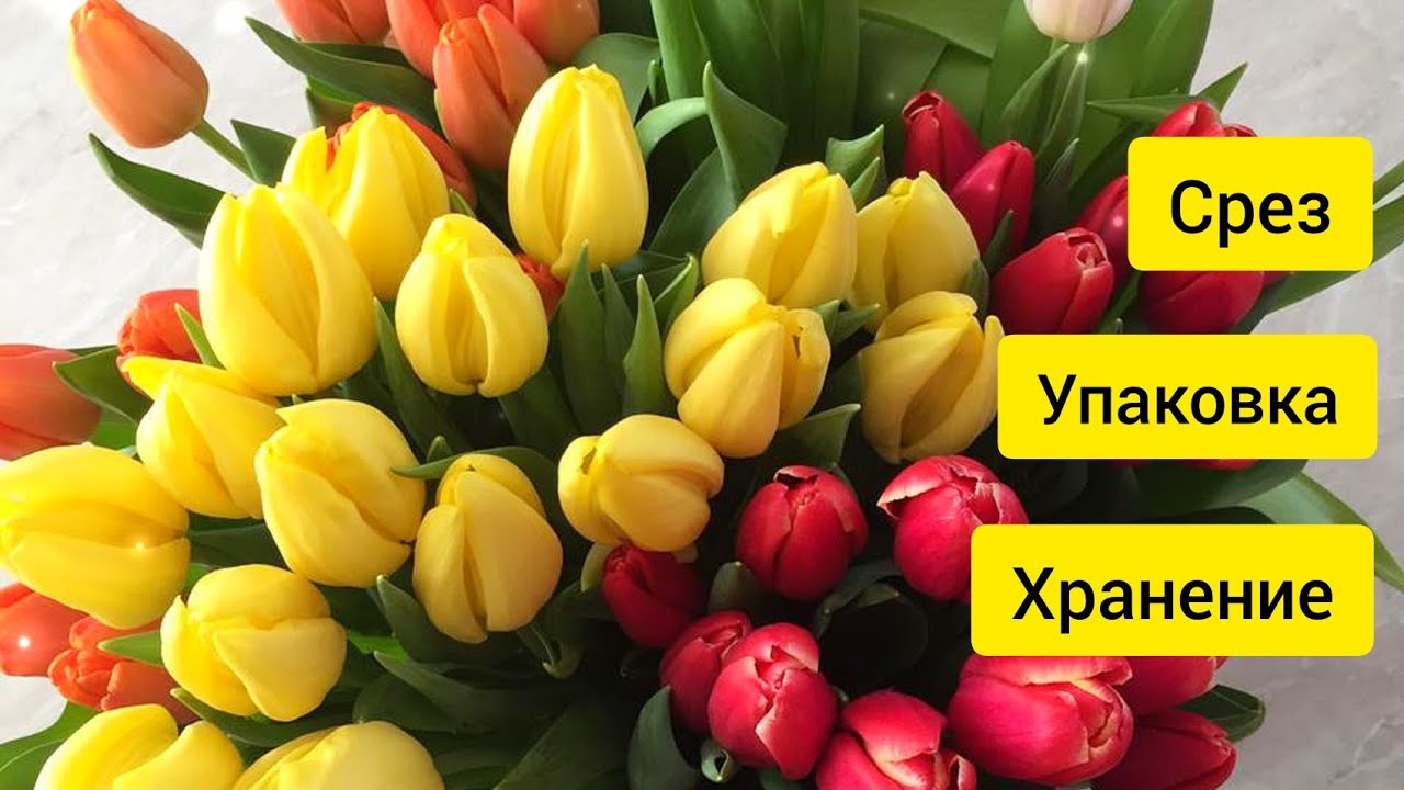 Выгонка тюльпанов к 8 марта. Обзор на 23 февраля.