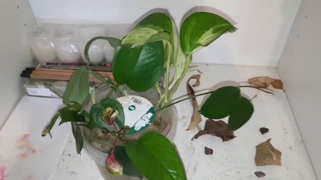 PLANT TOUR! My Propagation Stations 2020 (Monstera Adansonii, Philodendron, Scindapsus, Pothos 2020 смотреть онлайн