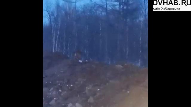 Тигр вышел к людям в районе сел Ракитное и Гаровка-2 смотреть онлайн