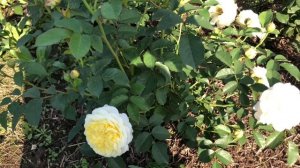 Роза Шарлотта Charlotte