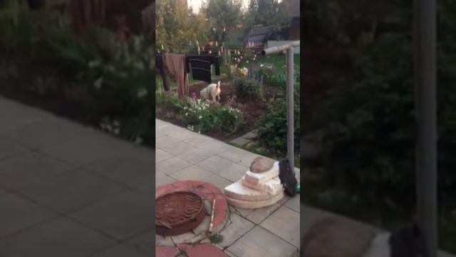 САО Ханна смотреть онлайн
