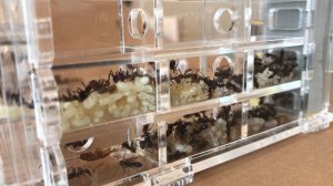 ЗАСЕЛЕНИЕ МЯСНЫХ МУРАВЬЕВ В БОЛЬШОЙ ДОМ | Meat ant | Iridomyrmex purpureus