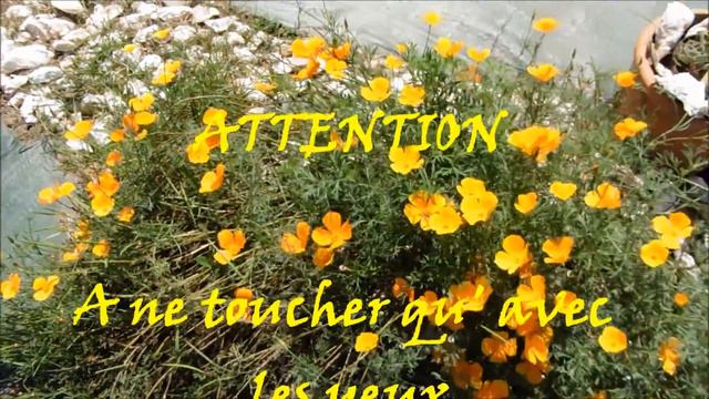 PAVOTS DE BRETAGNE смотреть онлайн