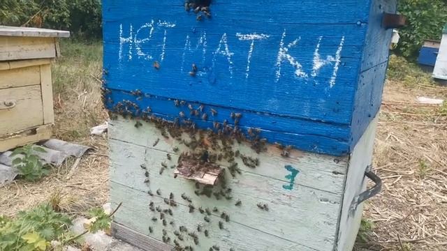 Сколько стоит мед в Белгородской обл. 2021 года смотреть онлайн