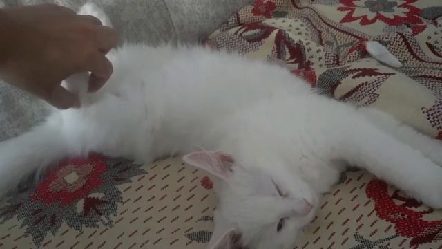 Кошачий сон с открытыми глазами смотреть онлайн