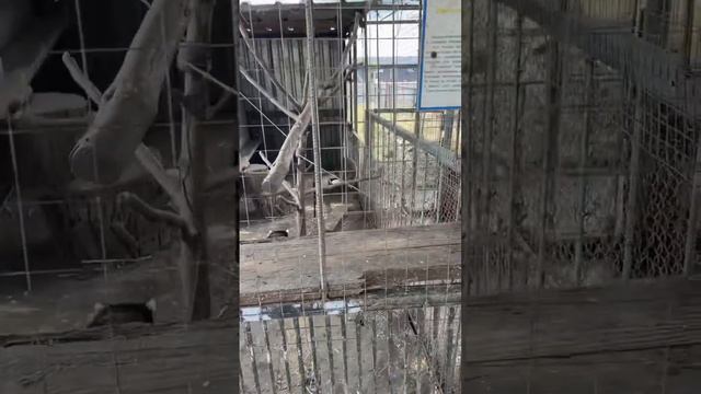 Еноты. Страусиная ферма. Керчь. #eva #дочка #крым #еноты #керчь смотреть онлайн