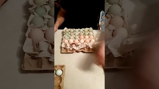 Подготовка инкубационного яйца к отправке. смотреть онлайн