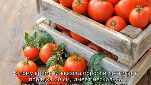 Томат Татьяна: характеристика и описание сорта