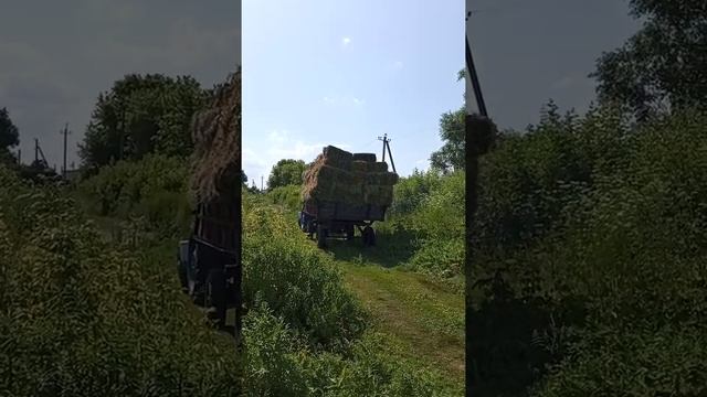 заготовка сена на зиму смотреть онлайн