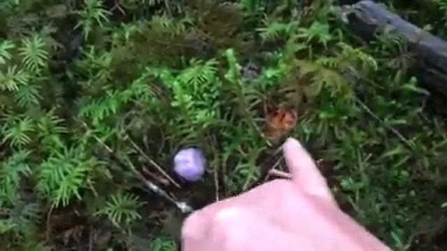 Purple Web Cap смотреть онлайн