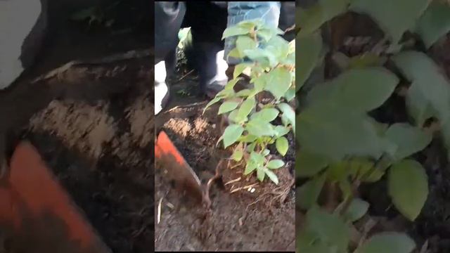 💥САЖАЮ гортензию БИ ХЕППИ💥 поздняя осенняя посадка, завтра минус смотреть онлайн