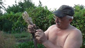 И еще о заразихе. Растение паразит. Борьба с заразихой.