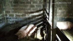 Подготовка к заливке пола в Свинарнике .