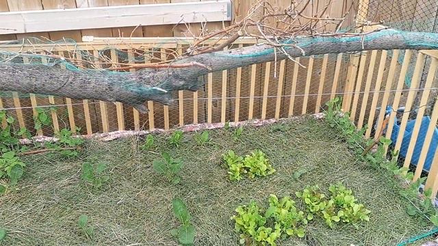 Poof magic! Cucumbers!! смотреть онлайн