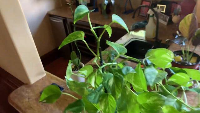 Adding Height to Pothos: an Experiment