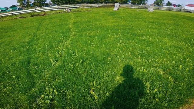 Газонная трава Изумруд. Три важных правила для посева. смотреть онлайн