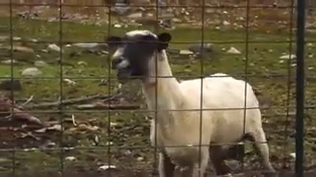 Сими скудный крик козла ??? смотреть онлайн