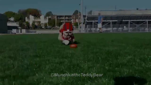 Munchkin the Teddy Bear plays football смотреть онлайн