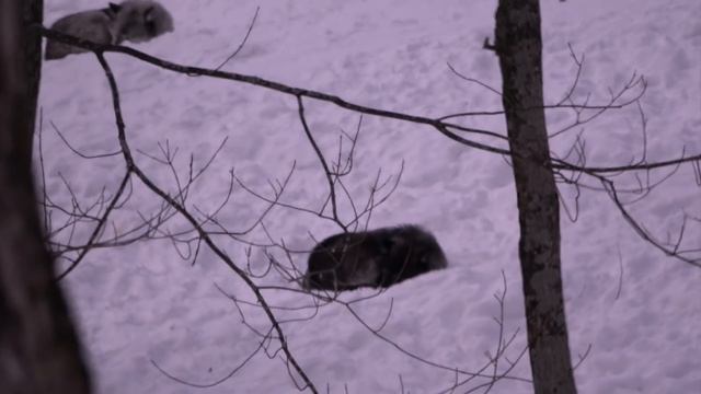 Лукас кормит оленей в Сафари парк - классное развлечение для детей! смотреть онлайн