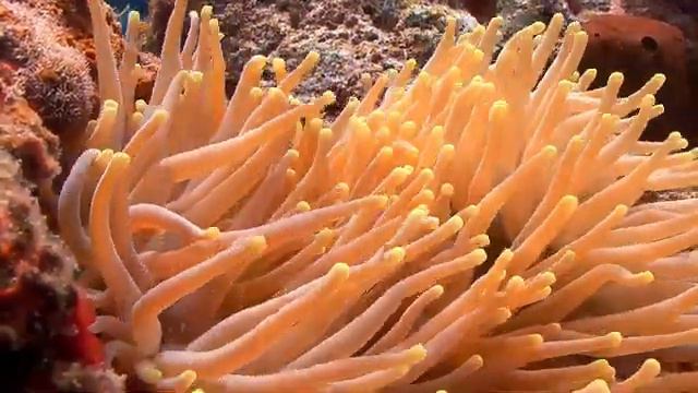5 Hours Beautiful Coral Reef Fish underwater. Help Soothing you to Sleep. Meditation. Healing Water смотреть онлайн