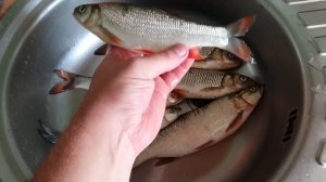 КАК ОТЛИЧИТЬ ГОЛАВЛЯ от ЯЗЯ и ЖЕРЕХА???...