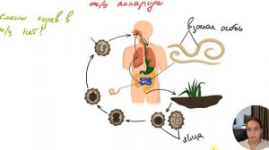 Жизненный цикл аскариды
